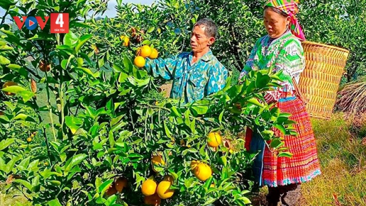 Người Mông phát triển cây cam trên biên giới Nậm Tin