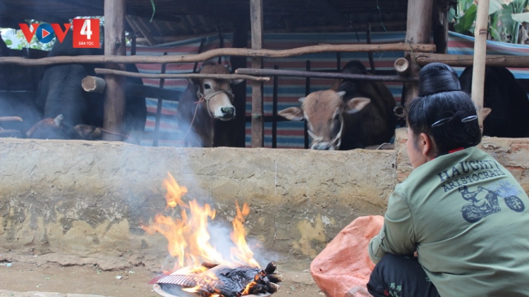 Nhiều phương án phòng chống đói, rét cho đàn vật nuôi ở Sơn La