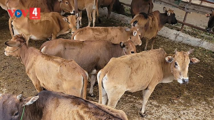 Làm rõ thông tin bò giống được cấp không đảm bảo chất lượng ở Điện Biên 
