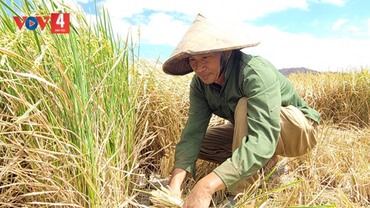 Gia Lai: Hàng trăm ha lúa ở Phú Thiện héo khô vì thiếu nước