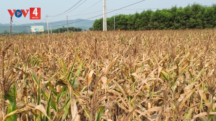 Quảng Bình: Hàng chục ha ngô sắp thu hoạch bị chết do nắng nóng