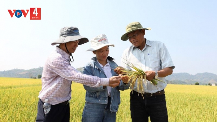 Nông dân Đắk Lắk tăng lợi nhuận từ sản xuất lúa xanh giảm phát thải