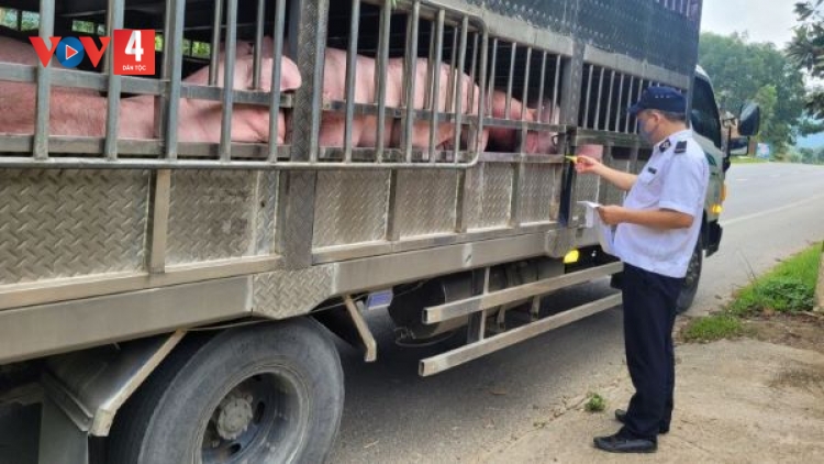 Bắc Kạn: Cần ngăn chặn tình trạng thu mua, vận chuyển lợn từ vùng dịch
