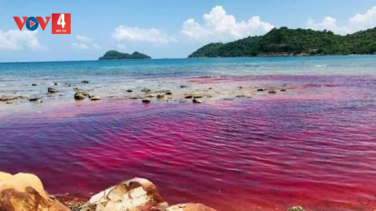 Kiên Giang: Thủy triều đỏ xuất hiện tại đảo xa Thổ Châu