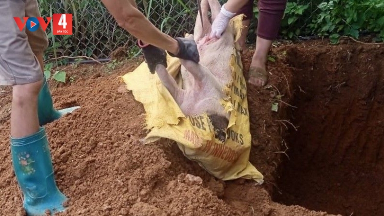 Cao Bằng: Tiêu huỷ hơn 17.000 kg lợn nhiễm dịch tả lợn Châu Phi