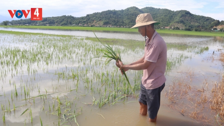 Đắk Lắk tăng cường các giải pháp ứng phó với thiên tai