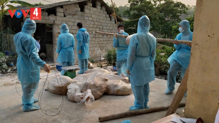Lạng Sơn: Cấp bạch phòng chống dịch tả lợn châu Phi