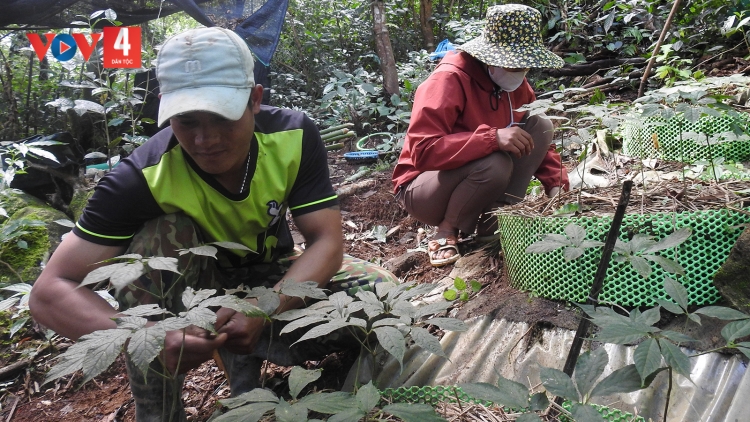 Công khai vườn sâm Ngọc Linh tiền tỷ để phòng chống trộm cắp