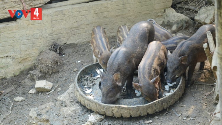 PÂN ĐIL CƠ TU COH ĐÔNG GIANG Z’LÂH ZR’NĂH K’ĐHAP, T’BIL ĐHARỰT NHÂM MÂNG
