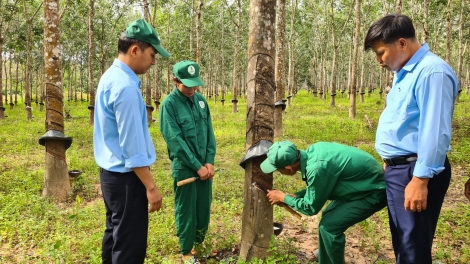 Gialai: Bơyan bơnga ƀơi kual guai dêh čar Ia Mơr