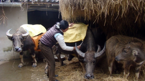 Tzấu cành tzuống miền Lào Cai bùng tăngz chuôngz pun tào xanh kếu sành ấy khzáo can khoa học