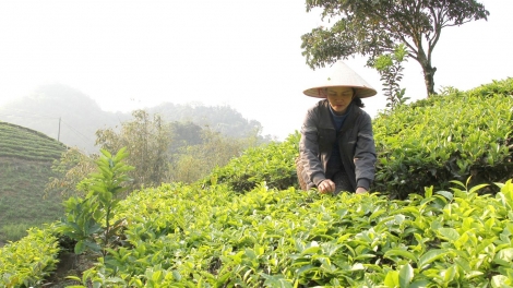 Sản xuất hữu cơ nâng tầm thương hiệu nông nghiệp Sơn La