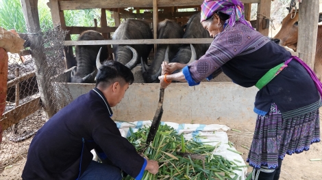 Quam kháo phổng Tày Bắc thứ 4 mự 20 căm bườn 12 pì 2023