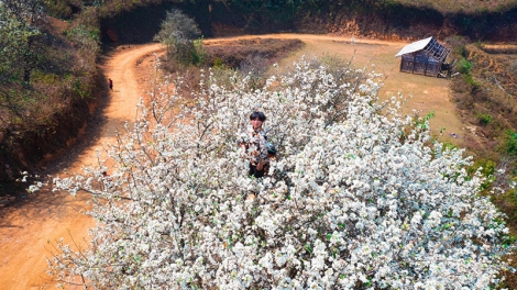 Ngắm hoa sơn tra nở trắng muốt trên bản Nậm Nghiệp, Sơn La