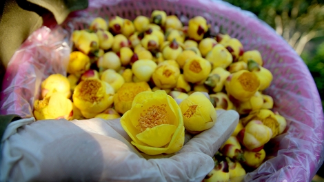 Trà hoa vàng giúp nông dân miền núi lãi đậm dịp Tết Nguyên đán