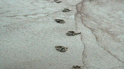 Vết chân tròn trên cát