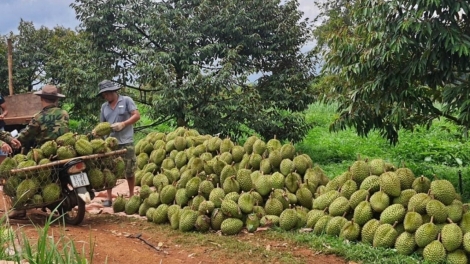 Pla sầu riêng, tâ̆o hloh anăm kiăo tui bruă sĭ blơi ôh