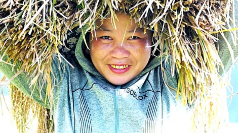 "Mùa vàng" nơi rẻo cao Lai Châu