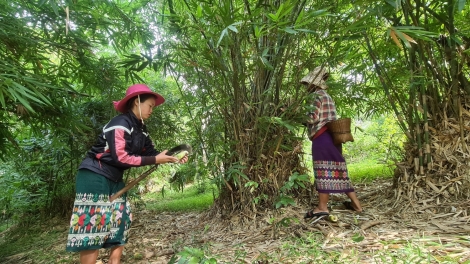  Tạo động lực giúp người Ma Coong ở Quảng Bình thoát nghèo