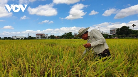 LONG AN RAMIK VEIK BRUK PALA DRAK, PAMAONG TAL PALA PADAI CHAT LUONG GLAONG