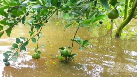 JALAN IEK GLANG PHUN PALA NJAUK IA DUAK HADEI DI HAJAN RABUK