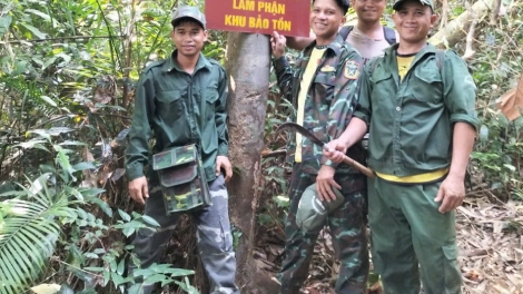 Quảng Nam: Xanh lại những cánh rừng