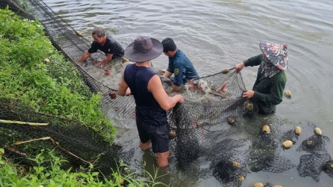 Cá lăng Sêrêpốk vào vụ Tết