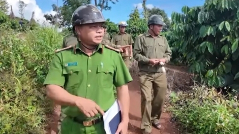 Cà phê đỉnh giá, nông dân Tây Nguyên vừa thu hái vừa lo đề phòng trộm cắp