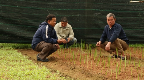 Hoa xứ lạnh bén duyên với vùng cao xứ Huế