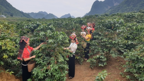 Sơn La giảm hơn 11%tỷ lệ hộ nghèo trong 3 năm