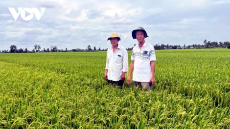 ខេត្តអានយ៉ាង ត្រូវចំណាត់ការគម្រោងផលិតស្រូវ១លានហិកតាដល់កសិករ