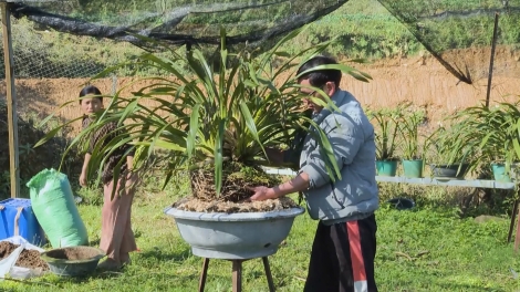 Nông dân Sa Pa tăng cường phòng, chống rét cho cây trồng, vật nuôi