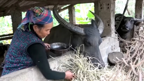 Lai Châu chủ động bảo vệ đàn gia súc khi rét đậm, rét hại kéo dài