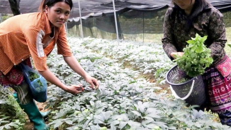Lào Cai: Nhiều nông dân vùng cao đổi đời nhờ cây tam thất