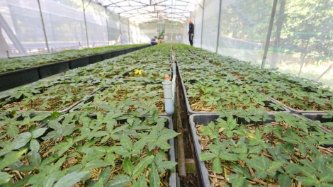 Quảng Nam hoàn thiện Đề án Phát triển Trung tâm công nghiệp dược liệu