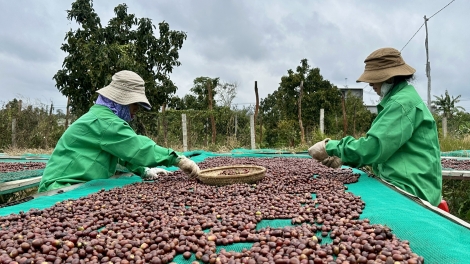 Nông sản Đắk Lắk kỳ vọng mở rộng thị trường xuất khẩu