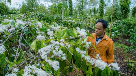 Nông dân Đắk Lắk lo lắng sản xuất bị thiệt hại vì mưa trái mùa