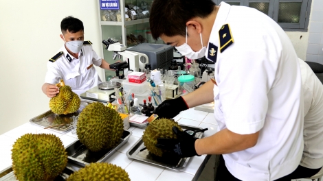 Lạng Sơn: Tạo điều kiện thuận lợi nhất cho sầu riêng xuất khẩu