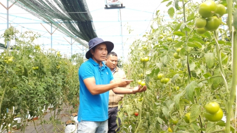 Lâm Đồng: Nông sản vươn tầm thế giới nhờ liên kết sản xuất và xây dựng thương hiệu