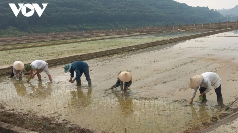 Khát vọng lúa lai