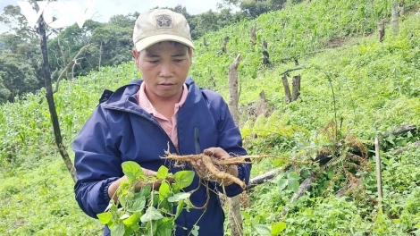 Trồng cây dược liệu dưới tán rừng, nhiều hộ dân miền núi Quảng Nam thoát nghèo