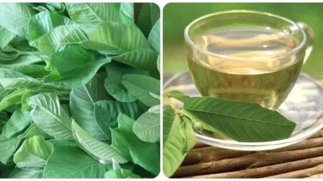 BẠI MÒN ĐÂY CÚA BÂƯ ỘI