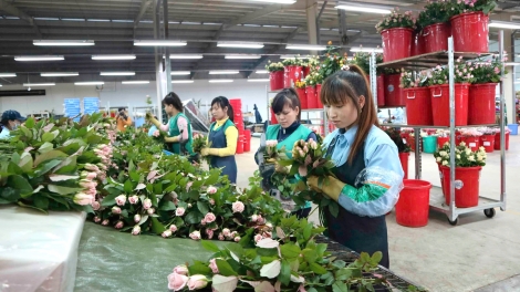 Hoa Đà Lạt "mở khóa" công nghệ để tăng sức cạnh tranh
