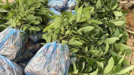 Yên Bái phấn đấu trồng 15.500 ha rừng trong năm 2025