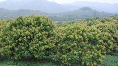 Nhãn chín sớm nơi biên cương Sông Mã