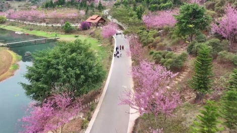 Sơn La - điểm đến lý tưởng du xuân Tây Bắc đầu năm