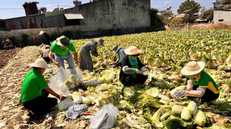 Giá rau giảm mạnh, nông dân Gia Lai gặp khó