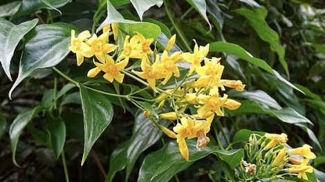 2 học sinh ở Sơn La ăn phải lá ngón, 1 em tử vong