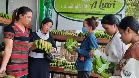 Lan tỏa phong trào phát triển kinh tế ở huyện vùng cao A Lưới