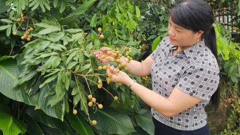 CHÉ TÂM DÚ LỤC SƠN (BẮC GIANG) HẾT KIN HÍU